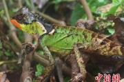 丽水云南南滚河保护区首次发现红唇棘蜥