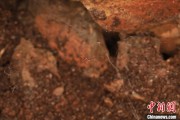 丽水江西发现蜘蛛新物种 为研究呵叻蛛属适应区域提供依据