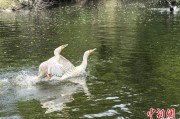 丽水吉林：罕见白鸬鹚连续两年“故地重游”